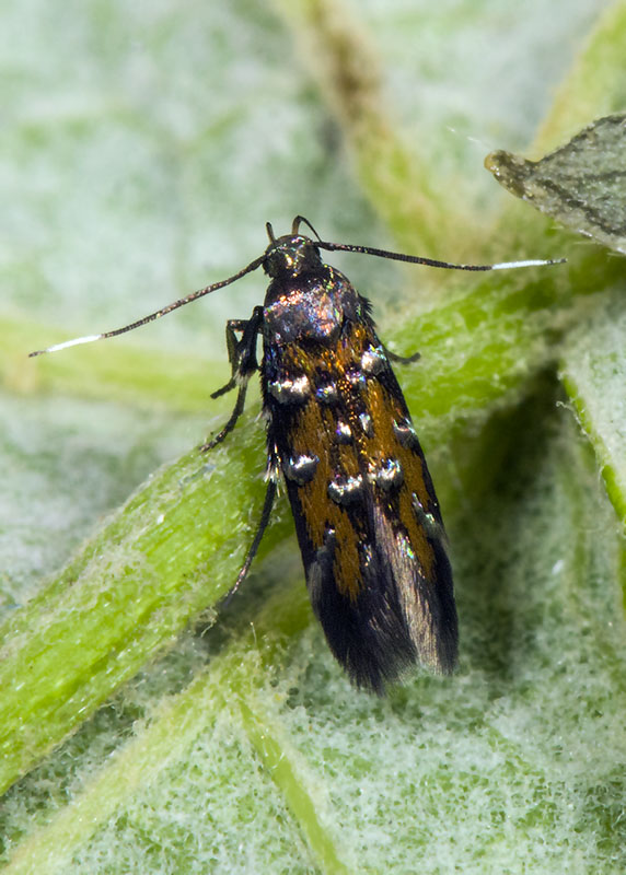 Gelechiidae